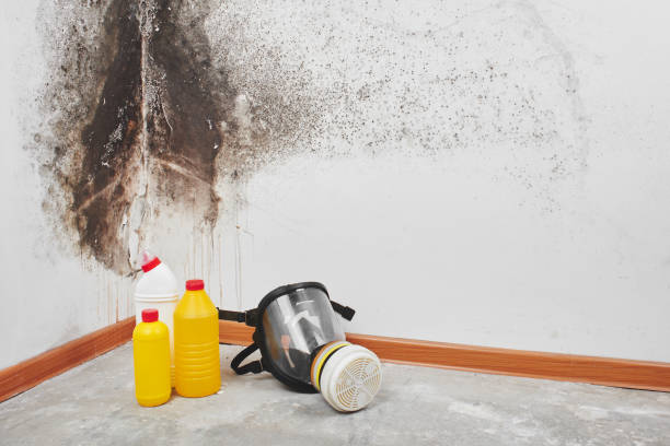 Best Black Mold Removal  in Maple Valley, WA