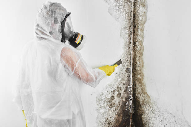Mold Removal Process in Maple Valley, WA