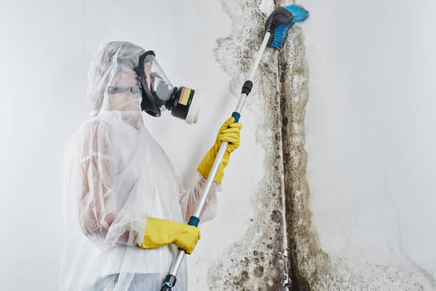 Crawl Space Mold Removal in Maple Valley, WA