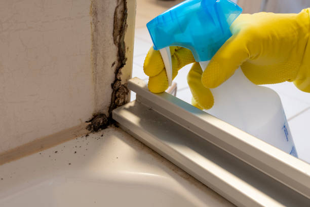 Best Attic Mold Removal  in Maple Valley, WA